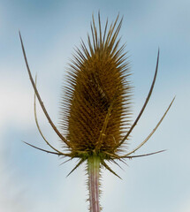 Dipsacus fullonum