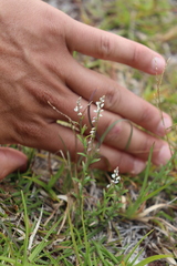 Polygala paniculata