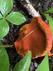 Hypomyces lactifluorum