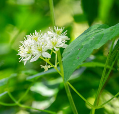 Clematis virginiana
