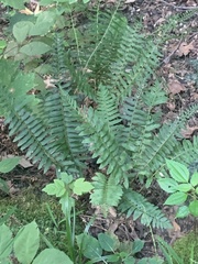 Polystichum acrostichoides