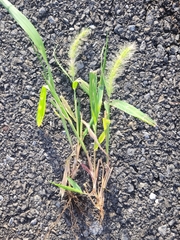 Setaria