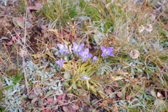 Gentianopsis