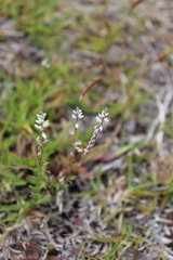 Polygala paniculata