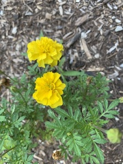 Tagetes