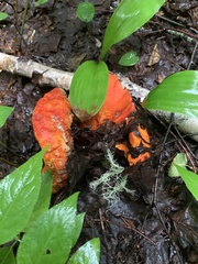 Hypomyces lactifluorum