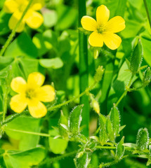 Oxalis stricta