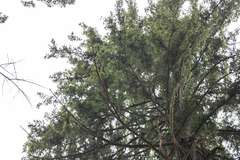 Pinopsida
