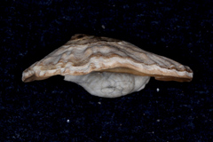 Benhamina obliquata