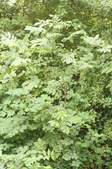 Fraxinus excelsior
