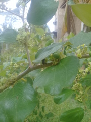 Brachygastra