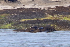 Phoca vitulina richardii