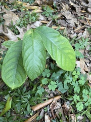 Asimina triloba