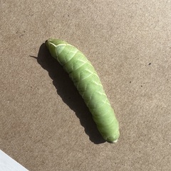 Pachysphinx occidentalis