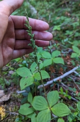 Goodyera oblongifolia