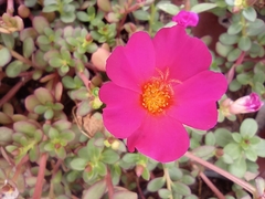 Portulaca umbraticola