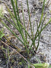 Juncus megacephalus