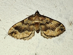 Pelurga comitata