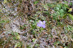 Gentianopsis