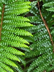 Polystichum polyblepharum