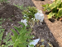 Phlox