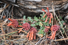 Monardella macrantha