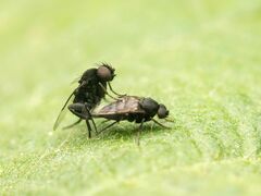 Phorinae