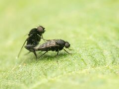 Phorinae