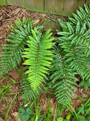 Polystichum polyblepharum