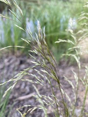 Deschampsia cespitosa
