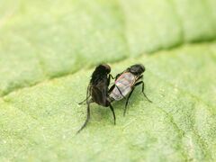Phorinae
