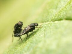 Phorinae