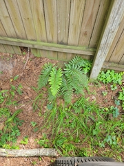Polystichum polyblepharum