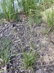 Deschampsia cespitosa