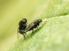 Phorinae