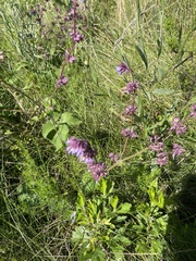 Salvia verticillata