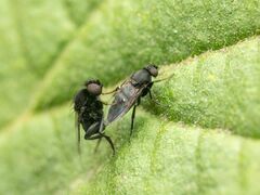 Phorinae