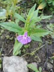 Mimulus ringens