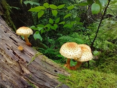 Pholiota squarrosa
