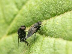 Phorinae