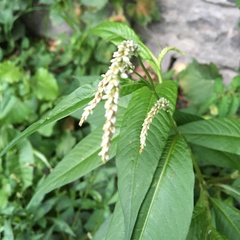 Persicaria lapathifolia