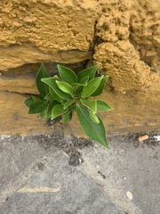 Ficus