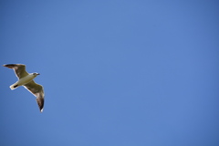 Leucophaeus pipixcan