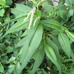 Persicaria lapathifolia