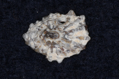 Siphonaria australis