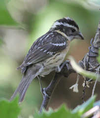 Pheucticus melanocephalus