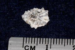 Siphonaria australis