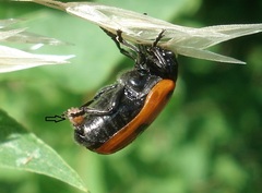 Clytra laeviuscula