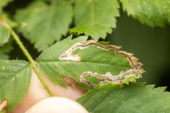 Stigmella