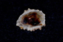 Siphonaria australis